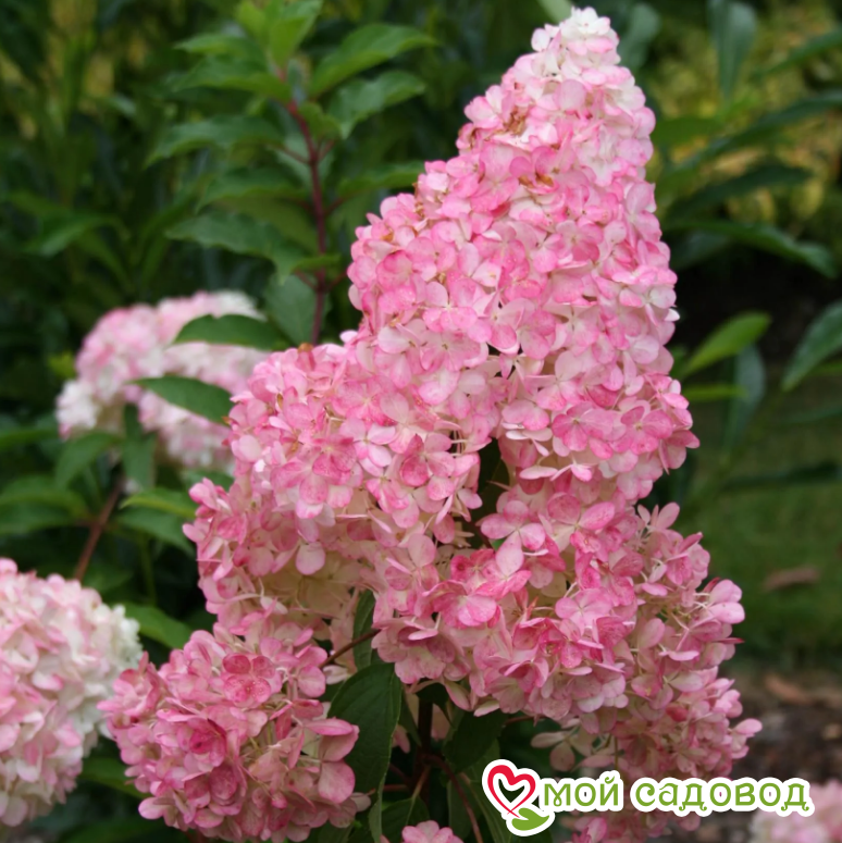 Гортензия Ванила Фрайз ЗКС