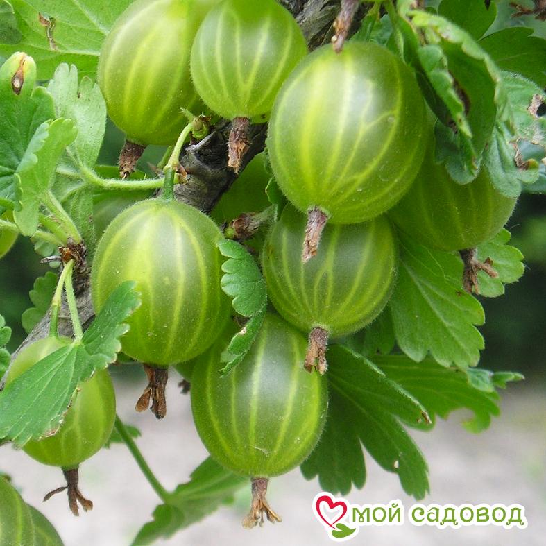 Крыжовник Темно-зеленый Мельникова